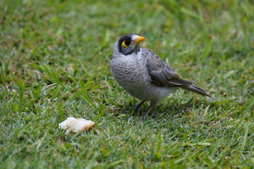 Australian adult Noisy Miner -Manorina melanocephala- on the ground guarding a piece of bread 