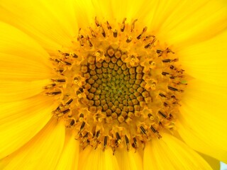 sunflower close up