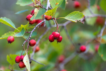 Red berries of the hawthorn tree in August