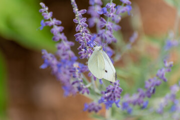 Cabbage White Butterfly Feeding On A Flower