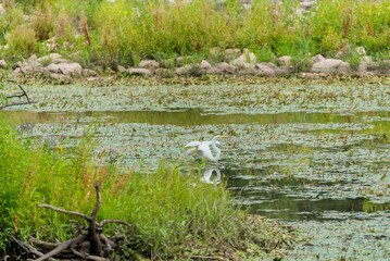 Great Egret Flying On The Local Pond
