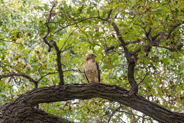 Juvenile Red-tailed Hawk Perched In A Tree In Summer