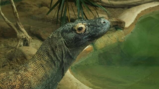 Wild carnivore Komodo varanus dragon face and skin detailed view, reptilian animal wildife nature