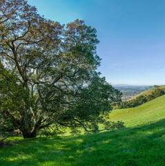 Fototapeta na wymiar Oak Tree on East Bay hillside in San Francisco Bay Area