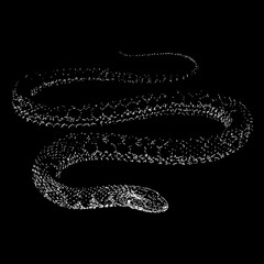 Naklejka premium Kirtland’s snake hand drawing vector isolated on black background.