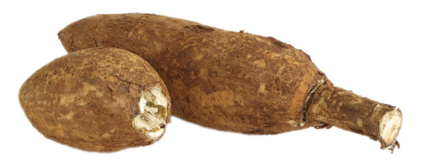 Cassava roots. Fresh cassava root cutout.