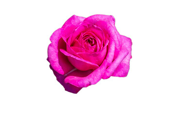 Fototapeta na wymiar 切抜き素材　綺麗な薔薇の花