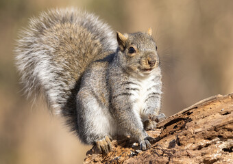 The eastern grey squirrel is the largest tree squirrel found in eastern Canada. It is predominantly a nut eating species and its historic range coincided with the vast tracts of hardwood forests.