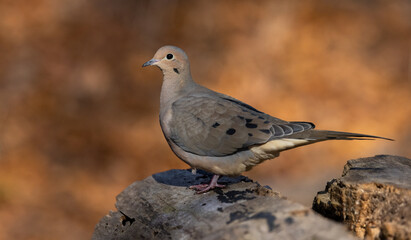 The mourning dove is a member of the dove family.  The bird is also known as the American mourning dove, the rain and colloquially as the turtle dove.  Photographed at Ojibway.