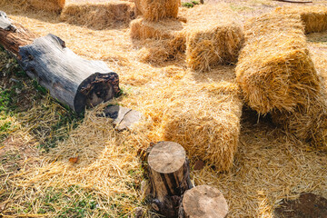 Abandoned straw bale as fodder for rural cattle.