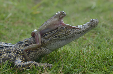 Crocodile and green frog are on the green grass