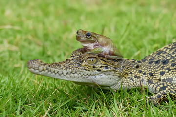 Crocodile and green frog are on the green grass