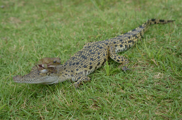 Crocodile and green frog are on the green grass
