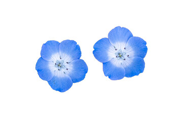 切抜き素材　鮮やかな青色のネモフィラの花