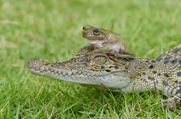 Crocodile and green frog are on the green grass