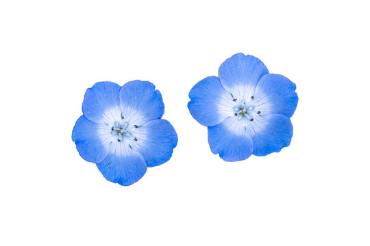 ネモフィラの花 の画像 10 845 件の Stock 写真 ベクターおよびビデオ Adobe Stock
