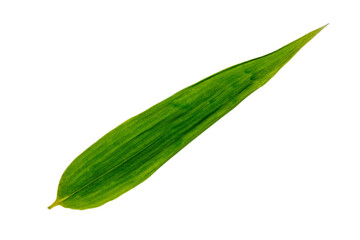 切抜き素材　濃い緑色の竹の葉っぱ