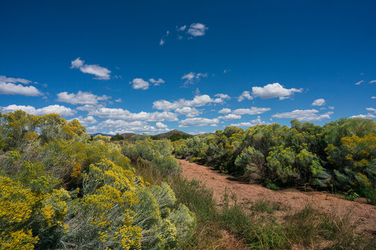 USA, New Mexico, Santa Fe, Chamisa flowers in desert on sunny day