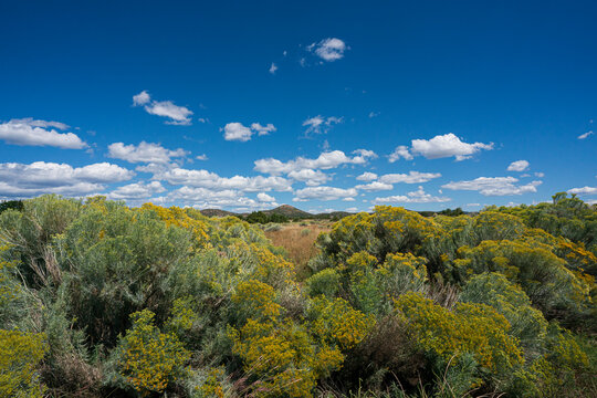 USA, New Mexico, Santa Fe, Chamisa&nbsp;flowers in desert on sunny day