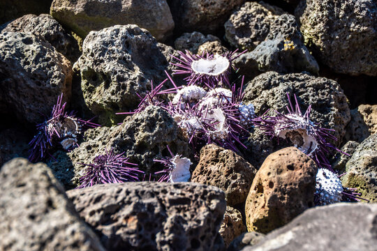 Purple sea urchins on rocks