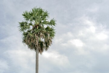 Horizontal image of a tall palm tree in the background of clouds concept of independence