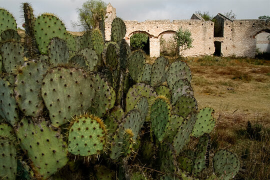 Mexico, Pozos, Cactus and abandoned old silver mining town