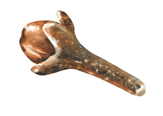 Watercolor clove spice illustration. Hand-painted realistic detailed vintage drawing clipart, object isolated. Christmas, aroma,winter floral frame,bouquet,design, decor for greeting card,invite, diy