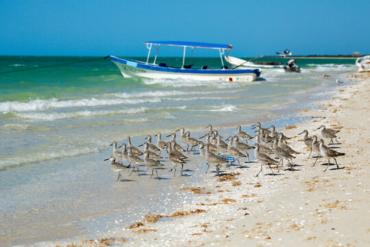 Mexico, Celestun, Group of sandpipers on beach