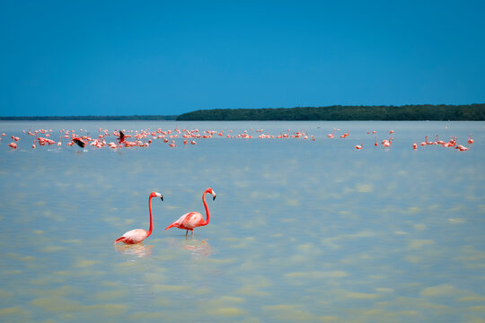 Mexico, Celestun, Pink flamingos wading in water at Reserva de la Biosfera Ria Celestun