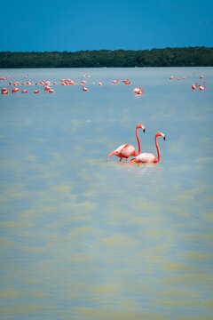 Mexico, Celestun, Pink flamingos wading in water at&nbsp;Reserva&nbsp;de&nbsp;la&nbsp;Biosfera&nbsp;Ria&nbsp;Celestun