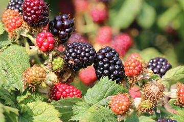 Cultivated ripe and unripe blackberry fruits in close up