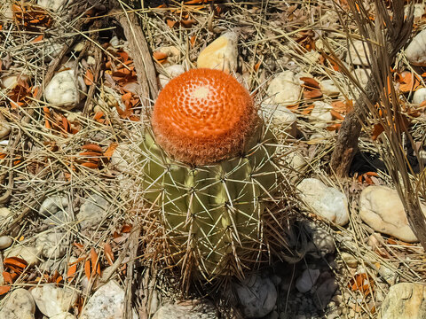 The melon cactus (Melocactus) is a genus of cacti with more than 30 species. Growers enjoy these cacti for their aesthetically interesting cephalium, a bristly red or white structure.