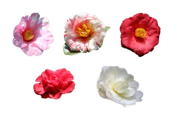 切抜き素材　綺麗な椿の花