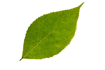 切抜き素材　アジサイの葉っぱ