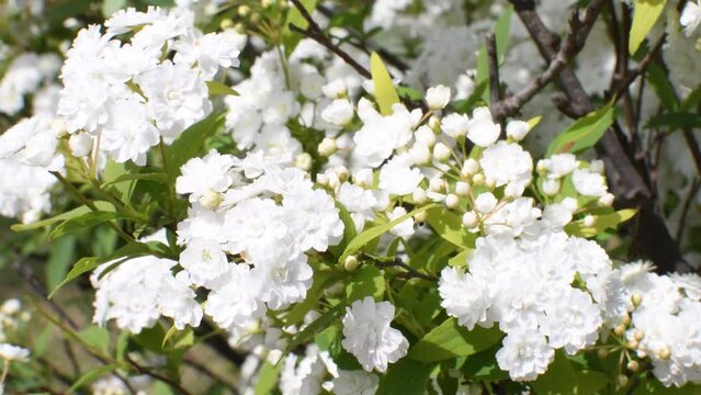 【メーカー直送】 送料無料 通販 絵画 - 絵画 Spirea Reeves ファッション 絵画