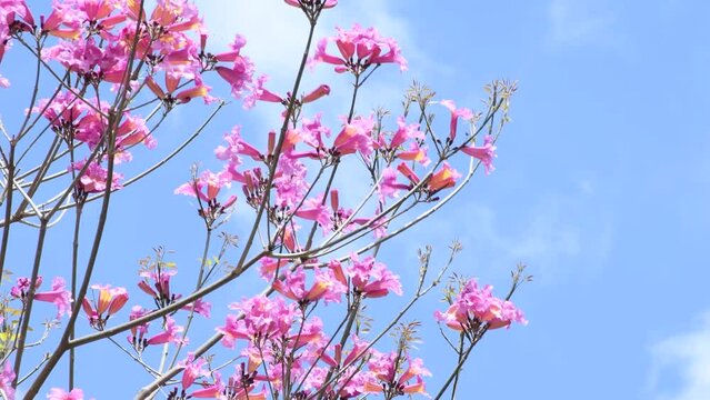 Pink flowers of a tree fluttering in the wind.