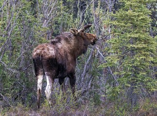Moose nibbling dry tree branches in Denali national park, Alaska