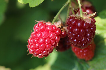 Ripe raspberry fruit on the bush