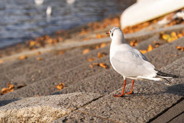 Rock dove, rock pigeon or indian pigeon, member of the bird family Columbidae. White dove sitting near the lake in winter time