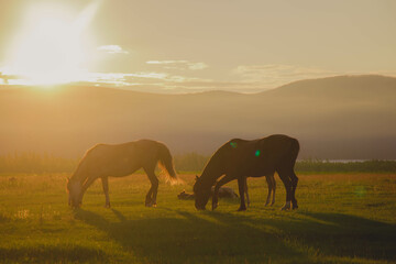 horses graze in the field against the background of the evening sunset