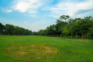Fototapeta na wymiar Green tree forest green lawn in outdoor park sunset against blue sky