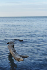 Fototapeta premium Driftwood in Calm Water