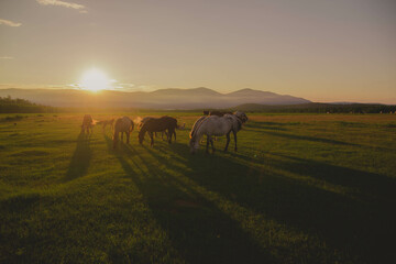 in the distance a herd of horses grazes in the rays of the setting sun