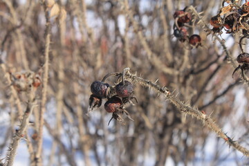dried rose hips