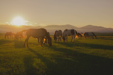 Fototapeta na wymiar a herd of horses grazes on a green meadow in the evening