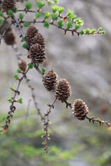 early spring larch with cones