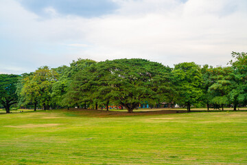 Fototapeta premium Green tree forest green lawn in outdoor park sunset against blue sky