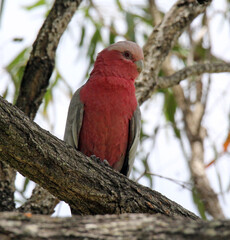 Portrait of a galah bird sitting on a tree branch