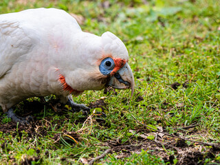 Corella Chomping