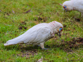Fototapeta premium Corella Feeds